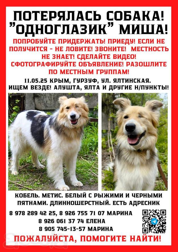Умоляем помогите найти Мишеля в Крыму